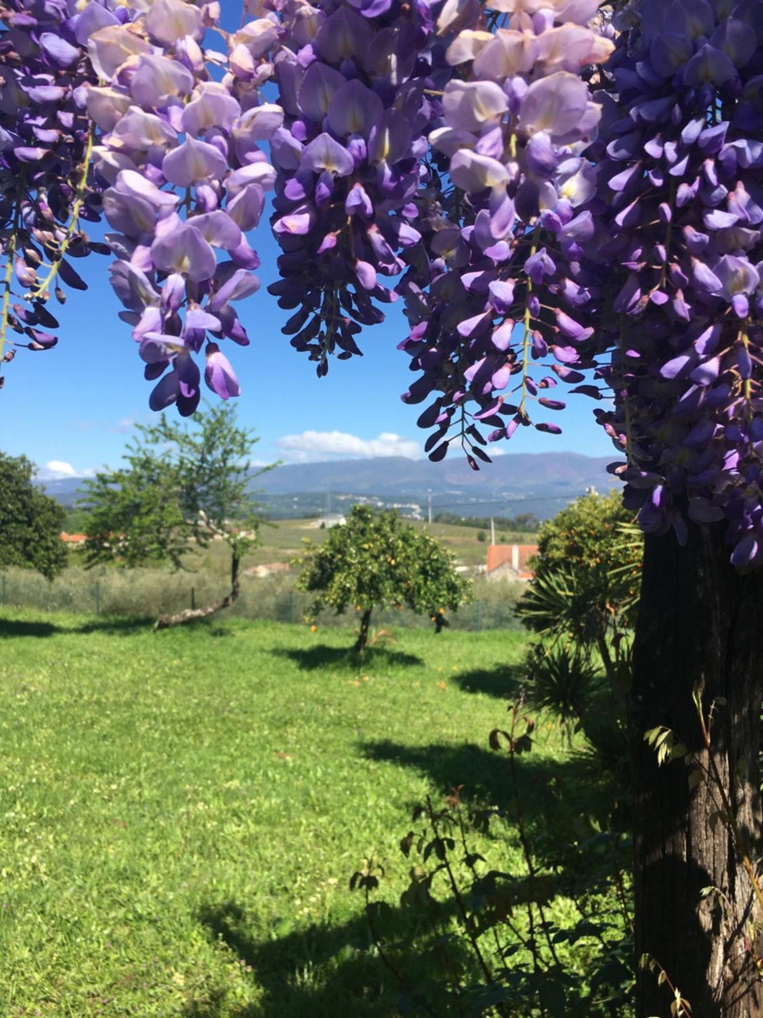 Hotel Quinta De Mocamedes - Turismo De Habitacao Vouzela Zewnętrze zdjęcie